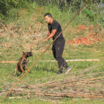Cães policiais: faro 50x mais potente turbina segurança no DF