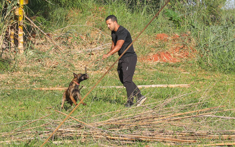 Cães policiais: faro 50x mais potente turbina segurança no DF