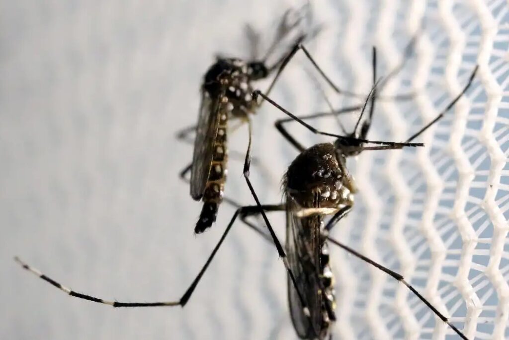 Butantan autorizado a fabricar vacina contra chikungunya