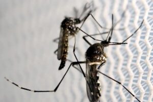 Butantan autorizado a fabricar vacina contra chikungunya