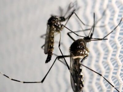 Butantan autorizado a fabricar vacina contra chikungunya