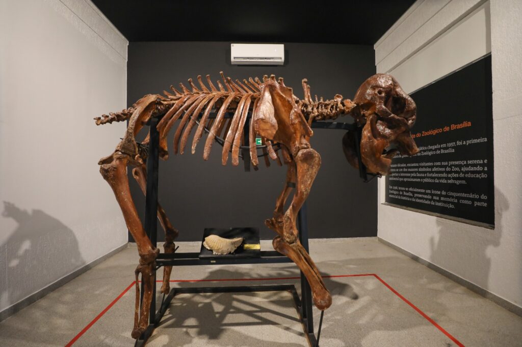 Museu do Zoo de Brasília reabre com acessibilidade e nova rota