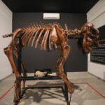 Museu do Zoo de Brasília reabre com acessibilidade e nova rota