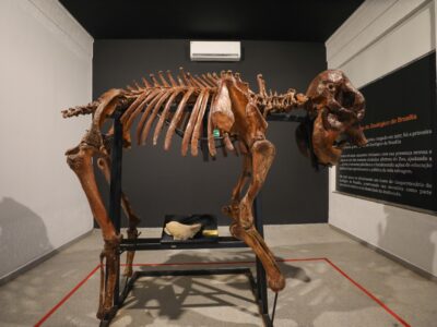 Museu do Zoo de Brasília reabre com acessibilidade e nova rota