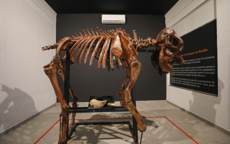 Museu do Zoo de Brasília reabre com acessibilidade e nova rota